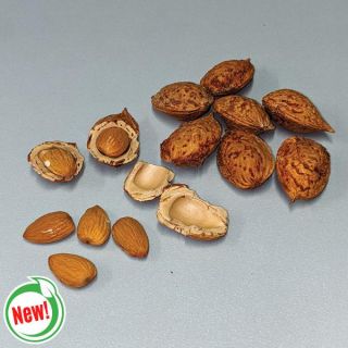Almond Tree Thumbnail